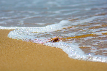 beautiful ornate shell lies on the shore of the sea, turquoise waves lapping on the shore.