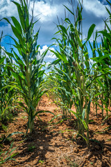 corn farm field on a sunny day