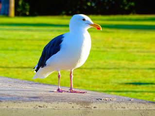 seagull on rock