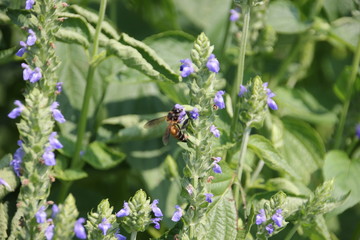 Chia flower with bee.