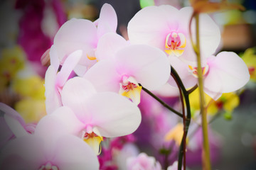Fototapeta na wymiar Beautiful delicate orchid flowers