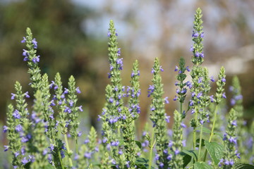 Purple Chia flower.