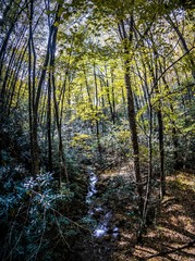 beautiful autumn scenery along viginia creeper trail west virginia