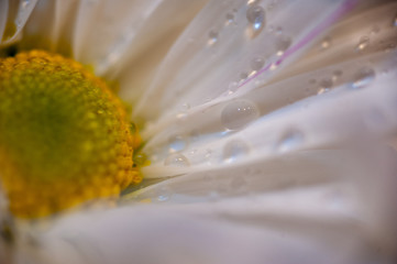 white daisy close up with water drops