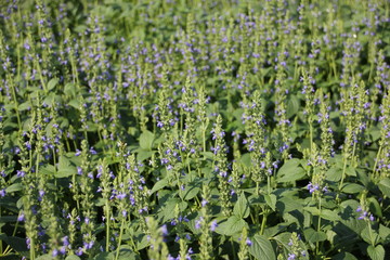 Chia flower, organic crop at the garden.