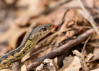 closeup image of a garter (eastern ribbon) snake moving along the brown foilage and logs on a sunny spring day