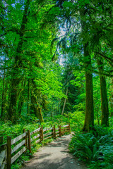 Fototapeta premium Cathedral Forest
