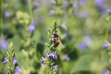 Bee with Chia flower at beautiful stage, crop planting at the garden.