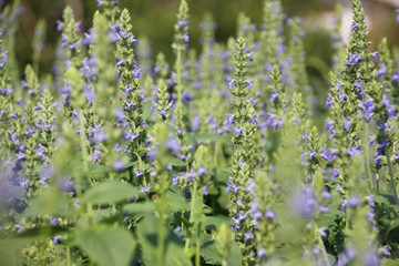 Chia flower, organic crop at the garden.
