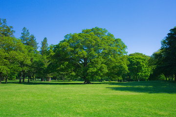 Fototapeta na wymiar garden tree and lawn