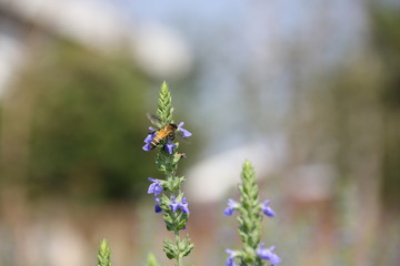 Chia flower are bloom and small bee, crop planting at the garden.