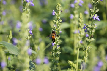 Chia flower are bloom and small bee, crop planting at the garden.
