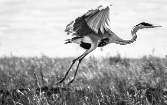 Garza Mora (Ardea cocoi) es una especie de ave perteneciente al clado Ardeidae​​ propia de Centro y Sudam&eacute;rica. La fotograf&iacute;a est&aacute; tomada en Esteros del Iber&aacute;, reserva natural en Corrientes.