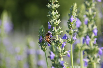 Chia flower are bloom and bee, crop planting at the Tropical field.