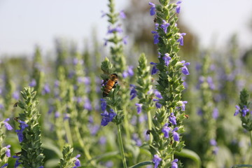 Chia flower are bloom and bee, crop planting at the Tropical field.