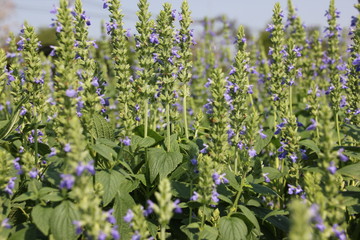 Chia flower, organic crop at the garden.