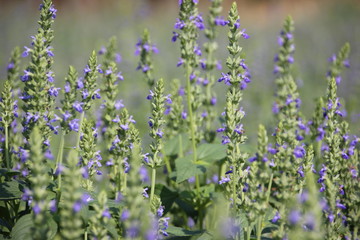 Obraz premium Chia flower, organic crop at the garden.