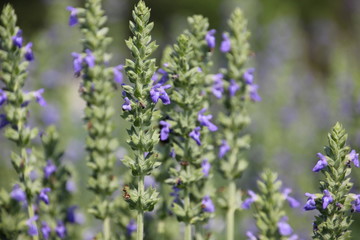 Chia crop (Salvia hispanica), purple flower that planting at the field.