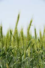緑のムギの穂