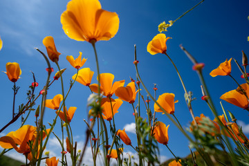 Looking up view of poppies at Walker Canyon during the California super bloom, against a bright...
