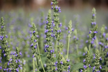 Obraz premium Chia crop (Salvia hispanica), purple flower that planting at the field.