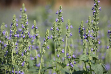 Obraz premium Chia crop (Salvia hispanica), purple flower that planting at the field.
