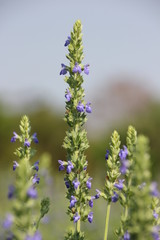 Chia crop (Salvia hispanica), purple flower that planting at the field.