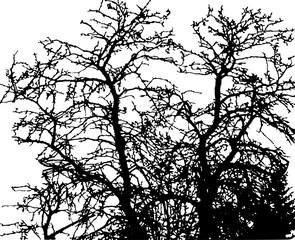 vector trees background.