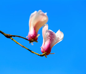 White magnolia, in the park