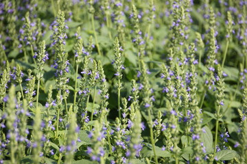 Chia crop (Salvia hispanica), purple flower that planting at the field.