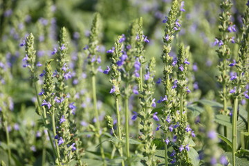 Fototapeta premium Chia crop, purple flower are bloom at the garden.