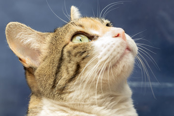Gato doméstico​​ (Felis silvestris catus), mamifero carnívoro de la familia Felidae.