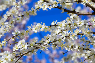 Peach blossom in the garden