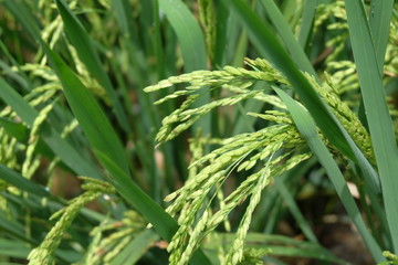Fototapeta na wymiar paddy rice plant close up view