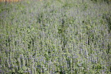 Chia crop, purple flower are bloom at the garden.
