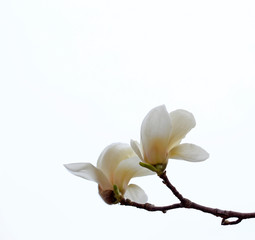 Fototapeta na wymiar White magnolia, in the park