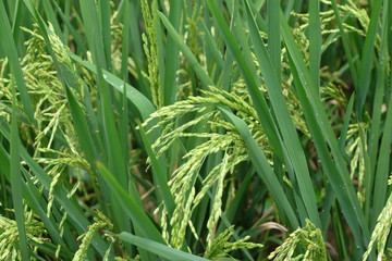 Obraz premium paddy rice plant close up view