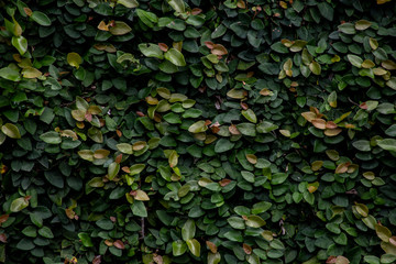 Green leaf hedge on a wall
