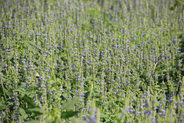 Purple Chia flower are bloom, crop planting at the field on tropical zone of Thailand..