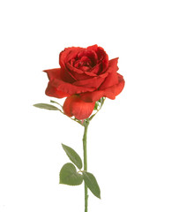 Red Rose plastics