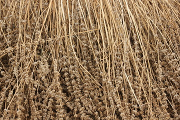 Dry chia flower and stalk with seed inside.