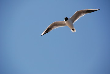 Bird in the blue sky