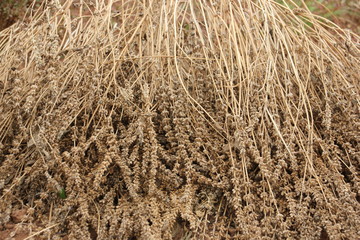 Dry chia flower and stalk with seed inside.