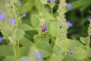 Chia crop damage by disease, pest and Nutrient Deficiencies that planting at the field.