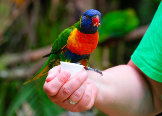 A colorful bird in the hand