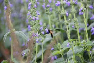 Purple chia flower (Salvia hispanica)  with bee, crop planting at the garden on tropical zone of Thailand.
