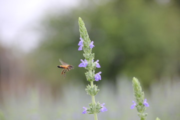 Purple chia flower (Salvia hispanica)  with bee, crop planting at the garden on tropical zone of Thailand.