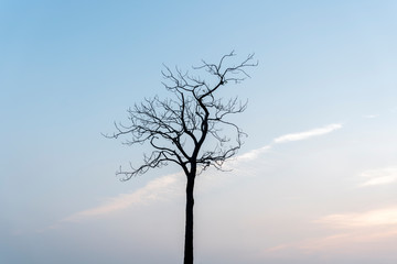 Dry trees in the fields