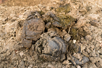 Cow dung from the farm