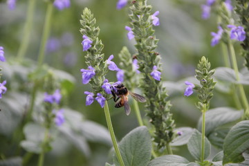 Bee with chia flower is bloom, crop planting at the field.